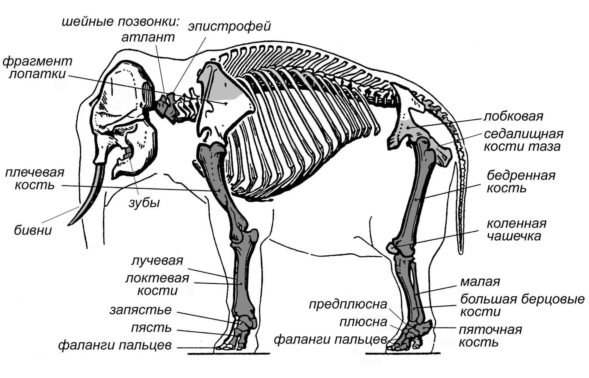 У какого животного есть но нет костей