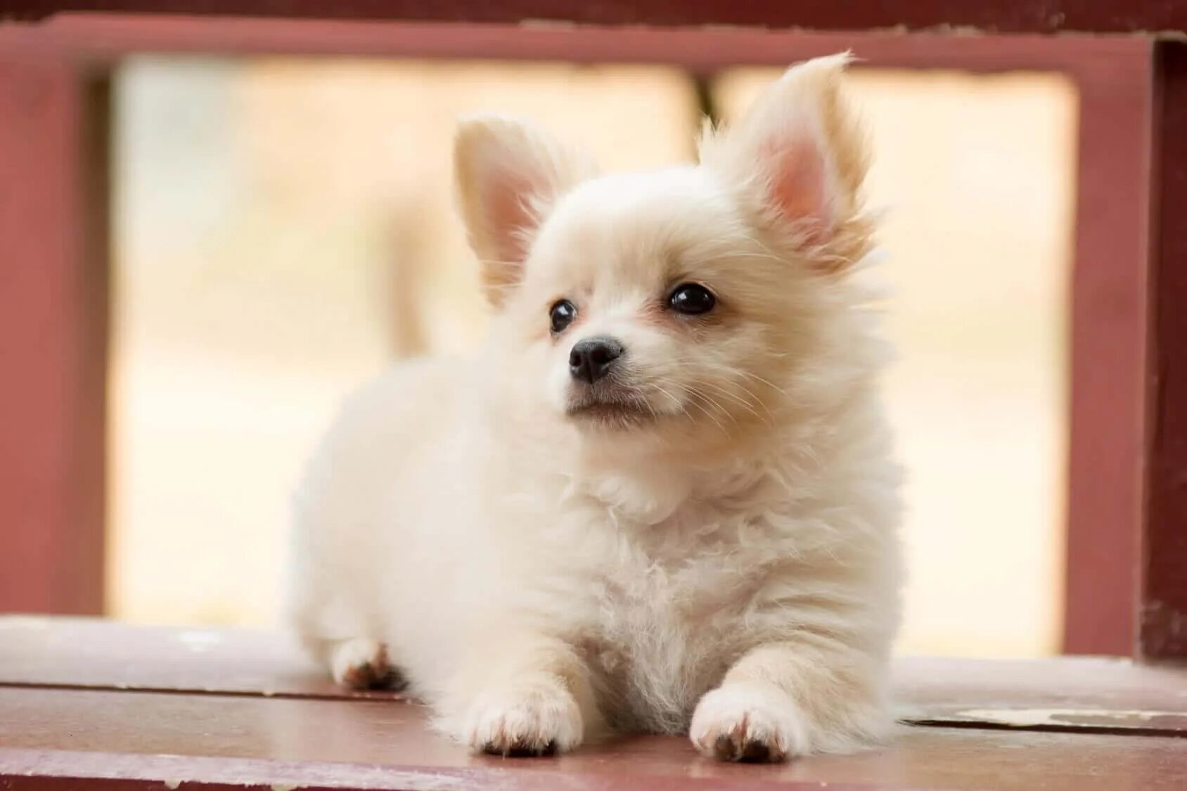 Pomchi: German - Mexican Combination