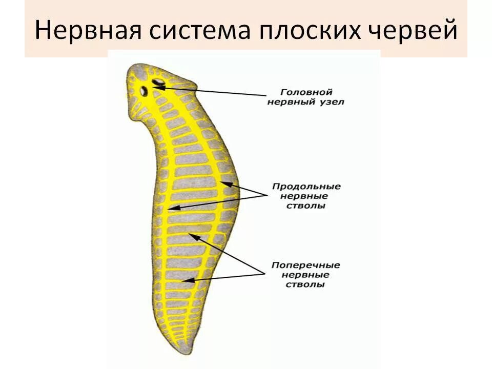 Червей стволы. Схема нервной системы плоских червей. Нервная система плоских червей. Нервная система плоских червей и круглых червей. Стволовая нервная система у плоских червей.