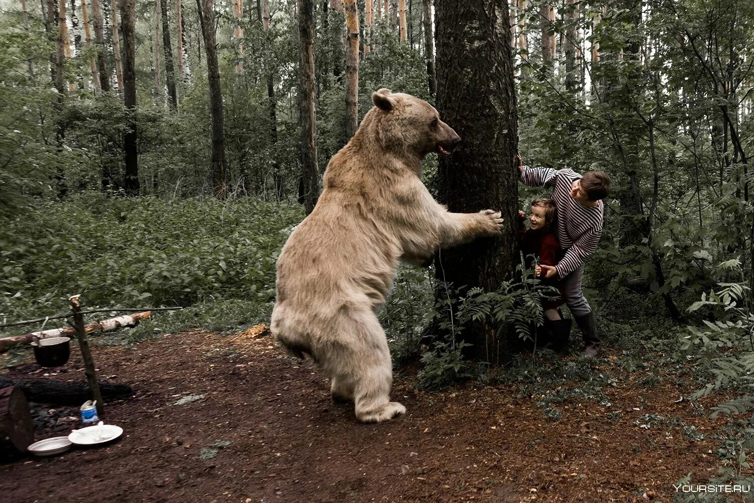 Встреча с дикими животными в лесу. Собака вывела из леса медведей