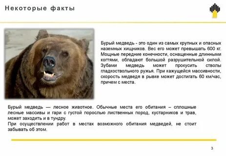 Что делать при встрече с медведем