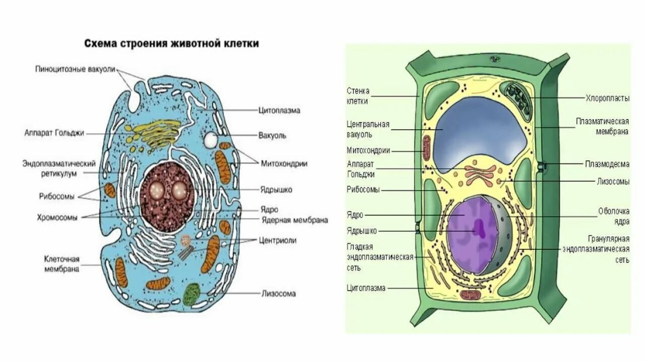 Растительная живая клетка рисунок