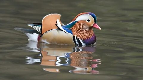 Плавающие птицы