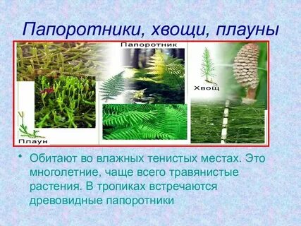 Места обитания папоротников 7 класс