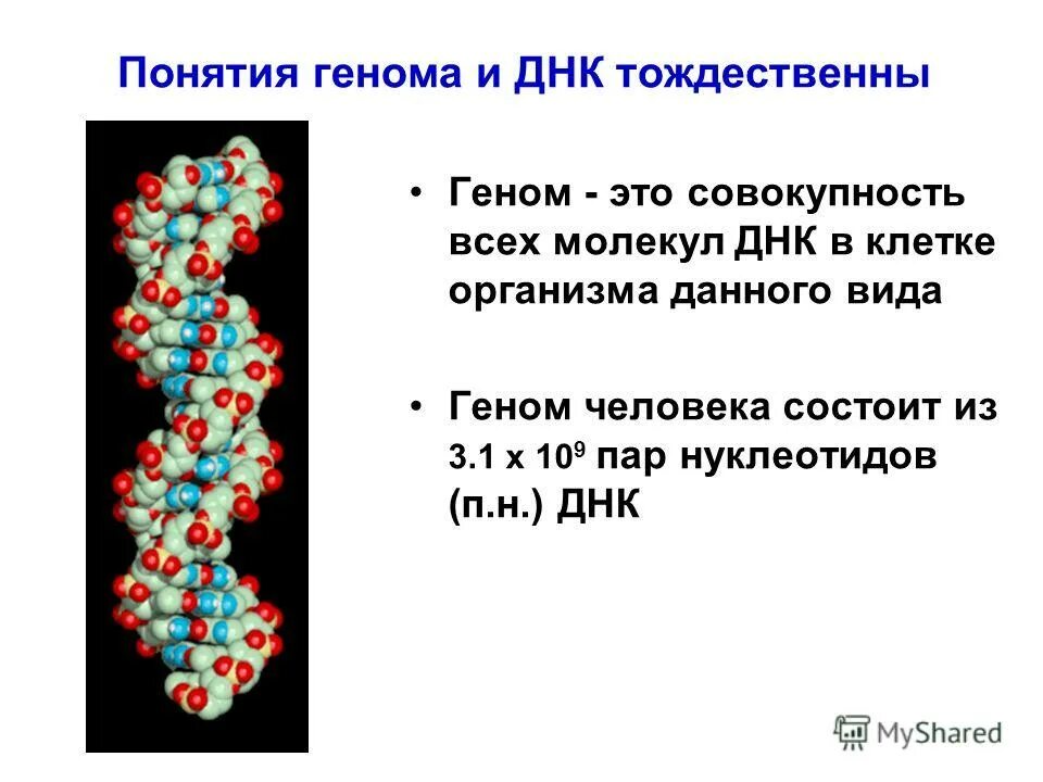 Геном человека определить. Геном. Понятие генома и ДНК. Геном это в биологии. Понятие о геноме.