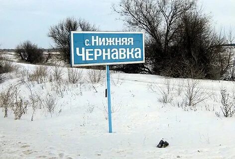 Чернавка саратовская