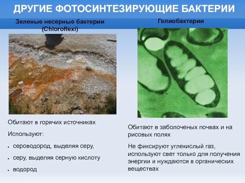 Фотосинтезирующие эубактерии. Зеленые несерные бактерии. Серные фотосинтетические бактерии. Фотосинтезирующие серные бактерии.
