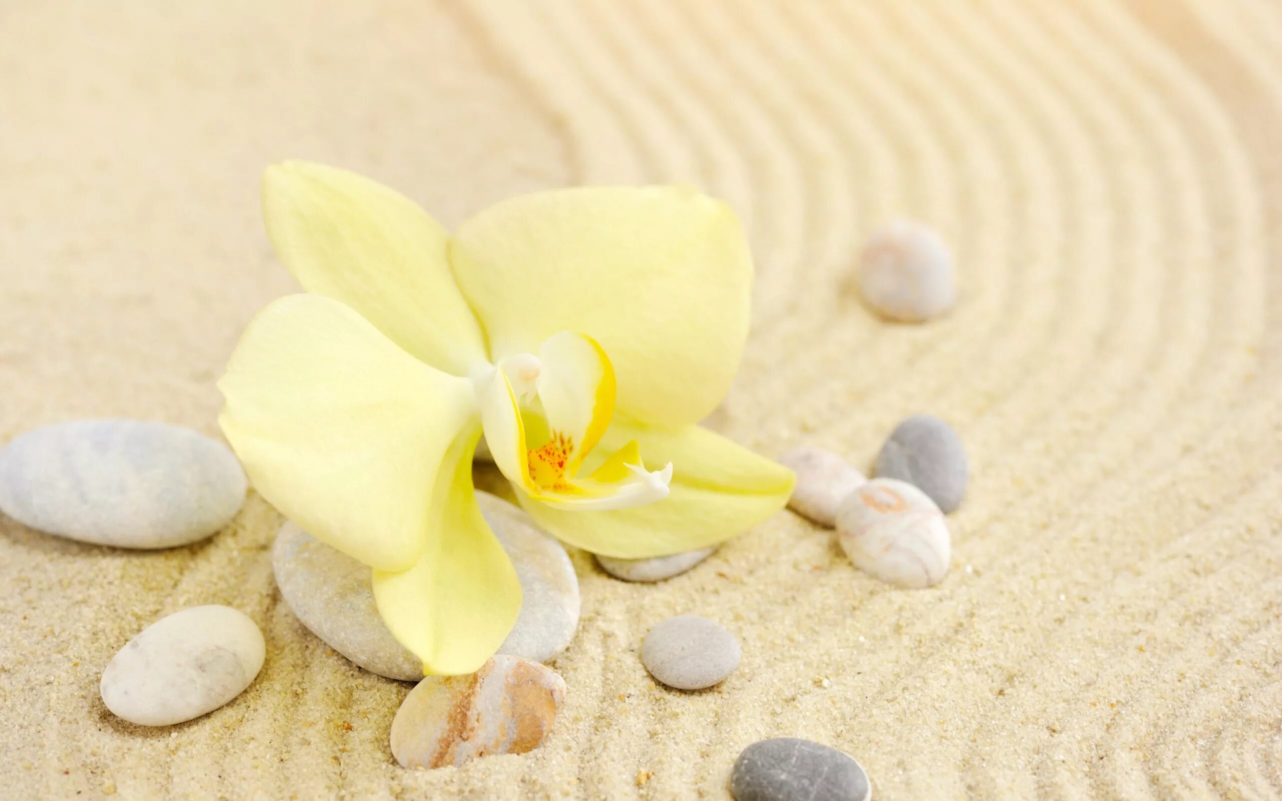 Релакс цвет. Ракушки море цветы. Камни ракушки на песке. Море песок цветы. Орхидея и камни.
