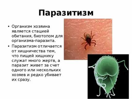Что такое паразитизм 5 класс биология кратко