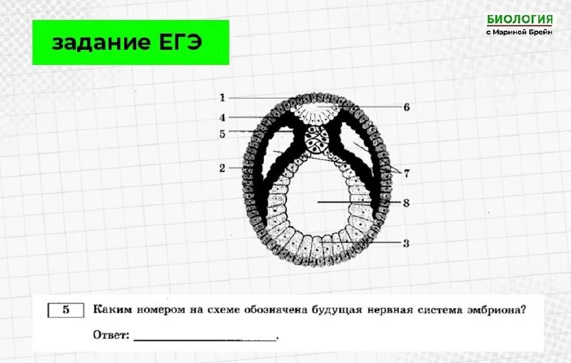 Эмбрион егэ биология. Эмбрион егэ биология