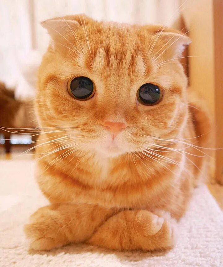 Самые милые привлекательные. Рыжий вислоухий кот. Милый кот. Милые коты. Красивые котики.