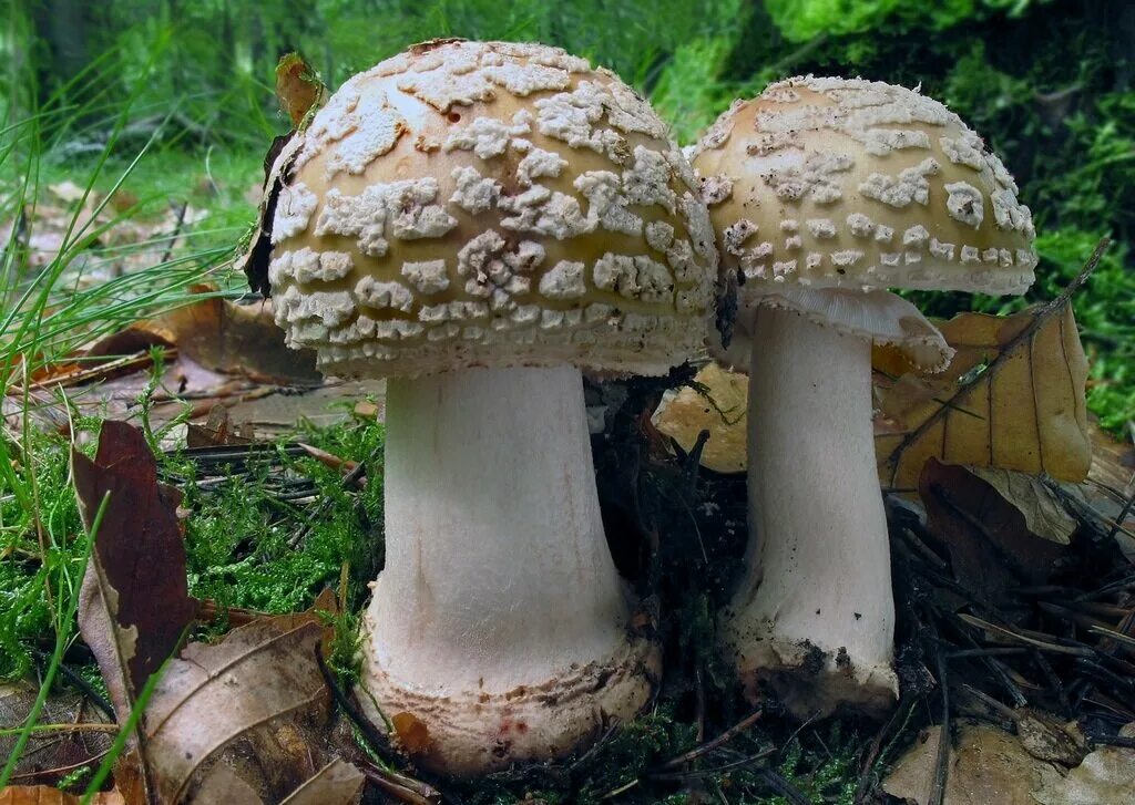 Поганка гриб можно есть. Гриб Amanita rubescens. Amanita rubescens мухомор краснеющий. Мухомор серо-розовый съедобный. Мухомор серо-розовый Amanita rubescens.