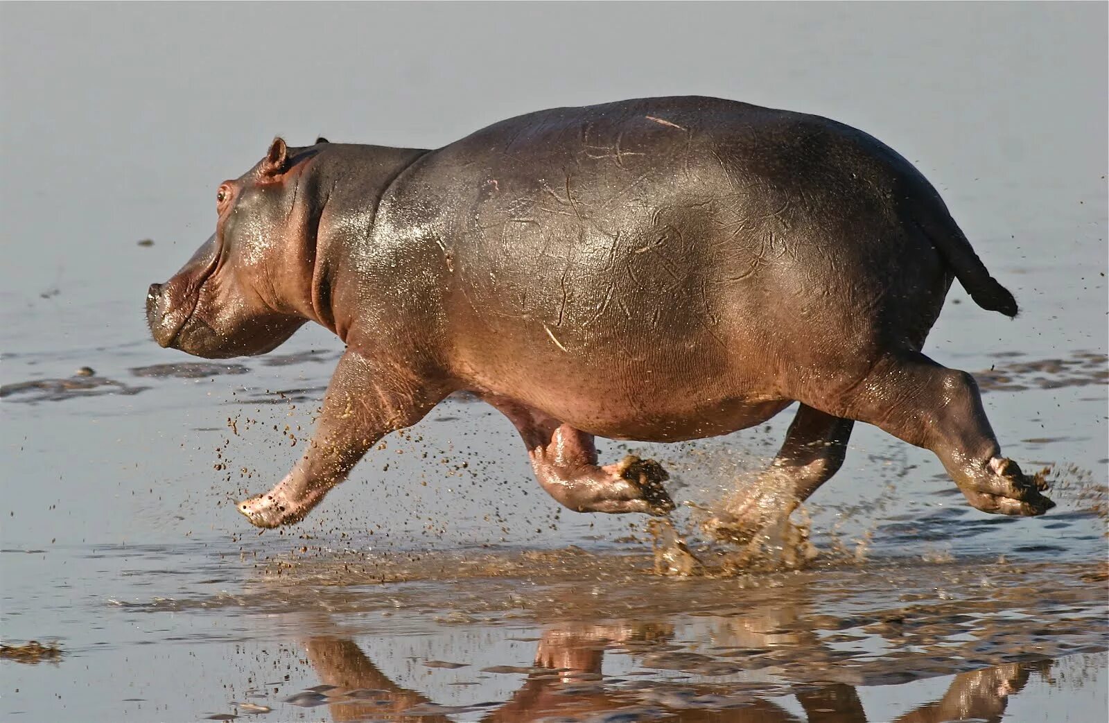 The baby hippo is learning to run. Ареал бегемотов. Ареал обитания бегемотов. Свиноподобный гиппопотам.