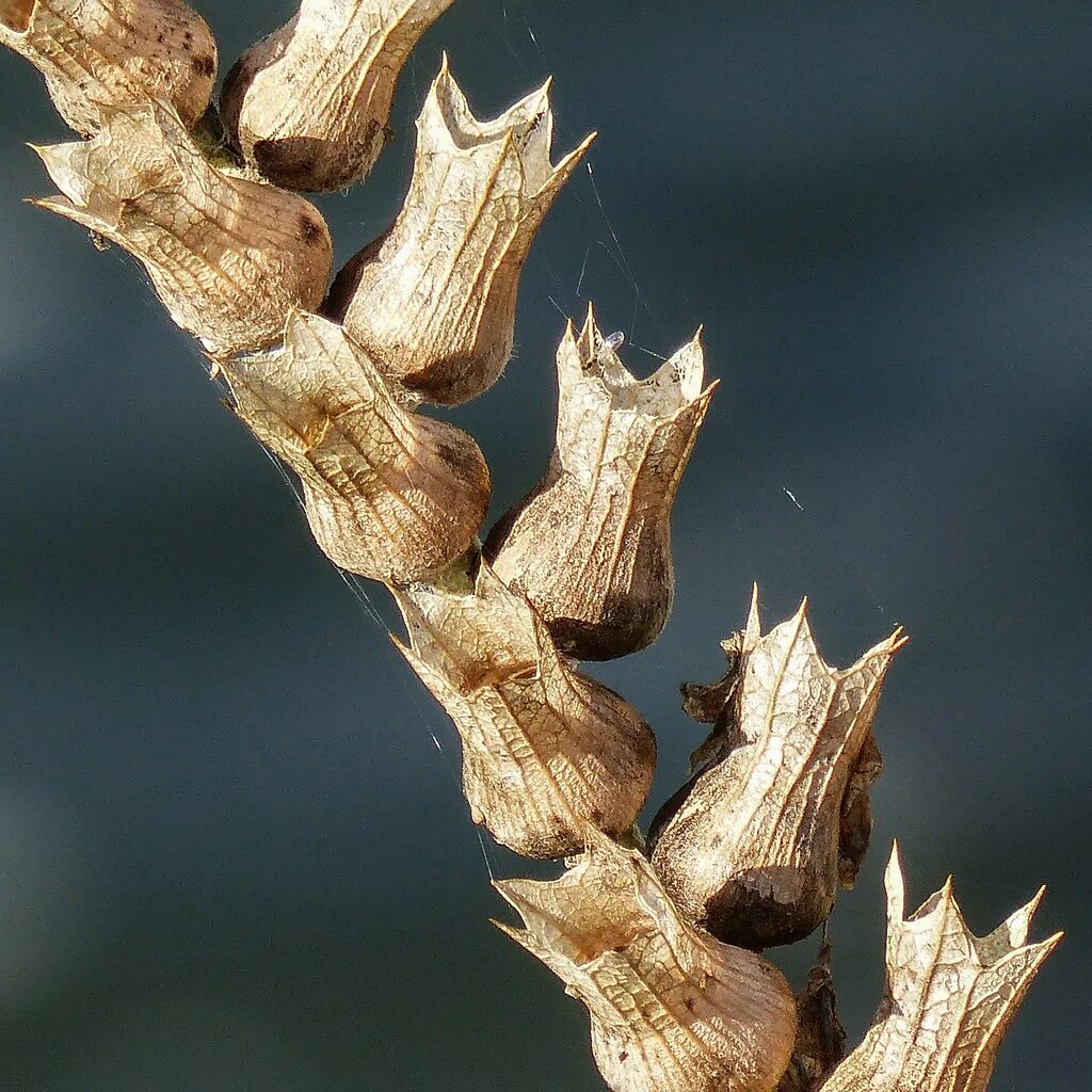 Плод коробочка белена. Коробочка белены. Плод коробочка белена. Белена семена. Трава белена семена.