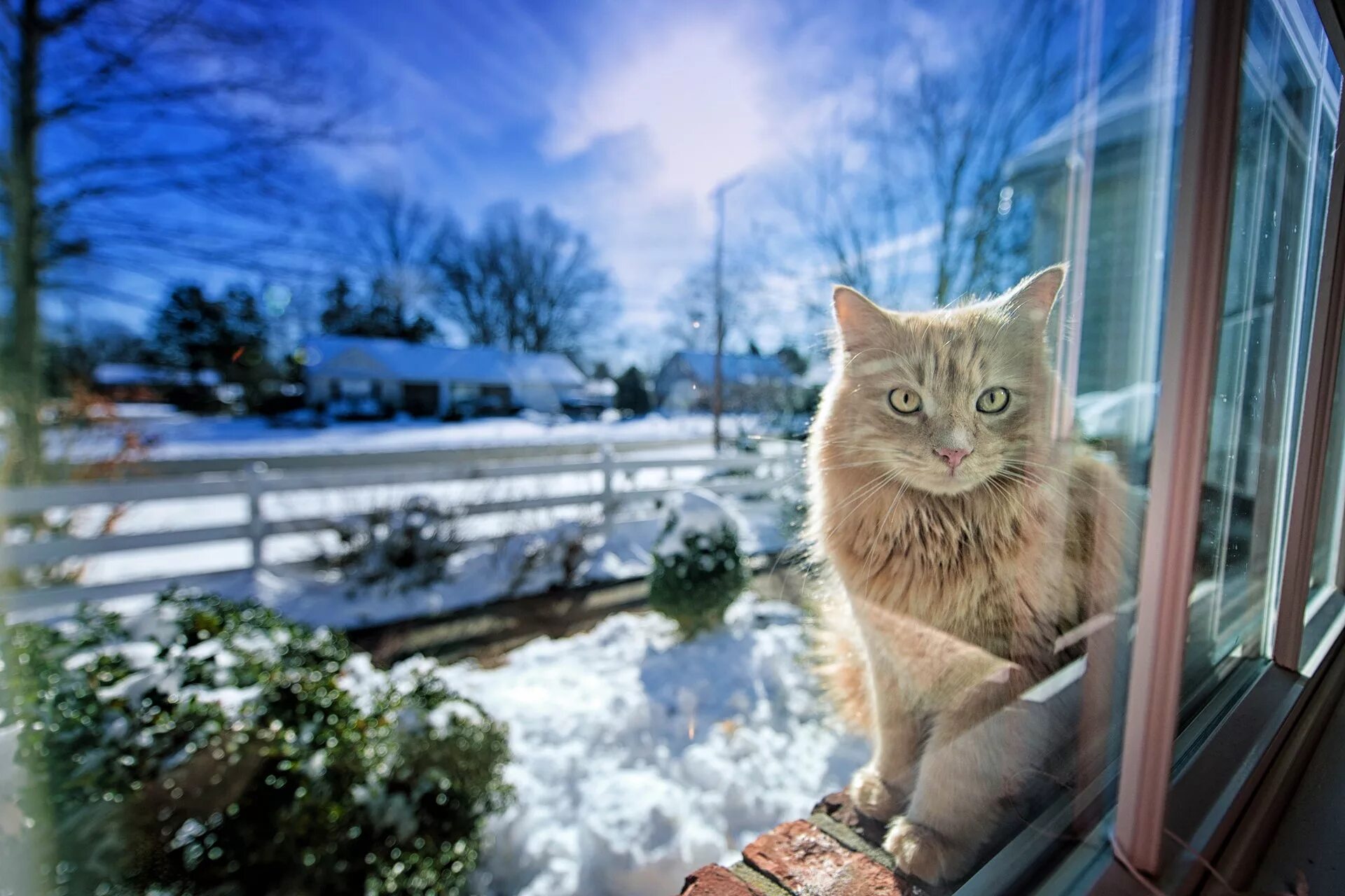 Кот ждет весну. Зимний кот. Кошка на окне. Снег за окном.