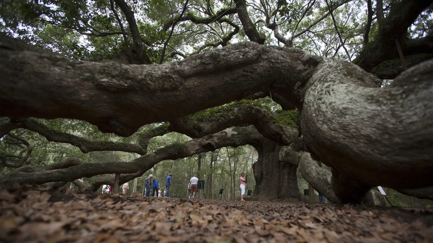 Tree falls