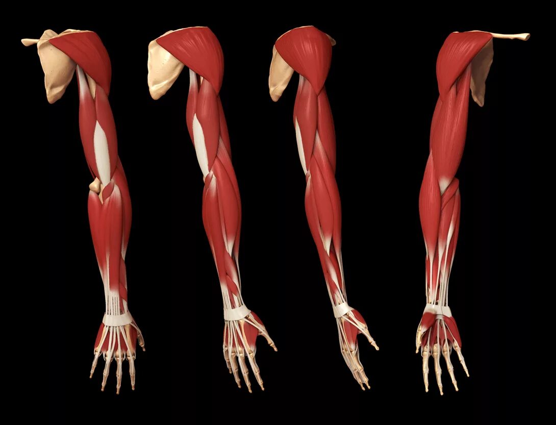 Накаченные предплечья. Сильные руки. Мускулистая рука. Бицепс небольшой. Бицепс небольшой.