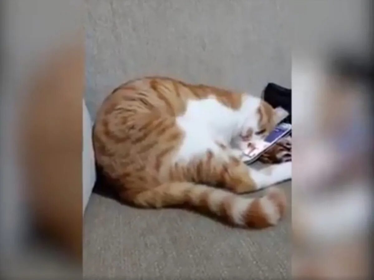 Уфимский хатико. Xdd кот. Верный пес у двери. Смерть кошки трогательные. Сербские коты.