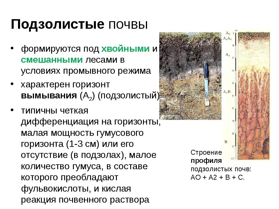 Тип леса дерново подзолистой почвы. Характеристика почвы дерново подзолистые почвы. Горизонты дерново подзолистых почв в России. Гумусовый Горизонт подзолистых почв. Подзолистый тип почв характеристика