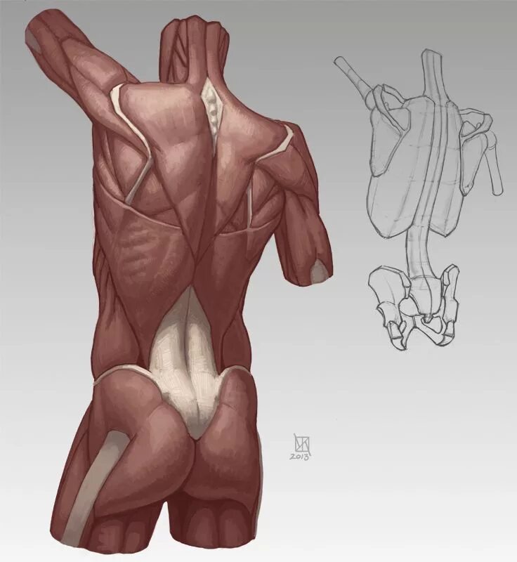 Анатомия референс мышцы. Мышцы человека анатомия референс руки. Мышцы торса анатомия для художников. Мышцы спины референс.
