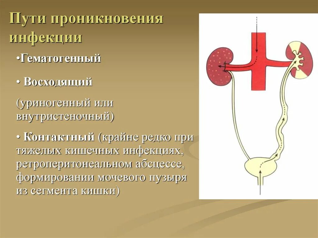 Пиелонефрит пути проникновения инфекции. Гематогенный путь инфицирования пиелонефрит. Гематогенный путь проникновения инфекции. Гематогенный путь проникновения инфекции в почки.