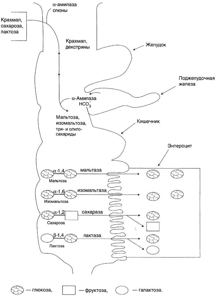 Переваривание белков в ротовой полости. Переваривание и всасывание углеводов схема. Схема переваривания углеводов в ЖКТ. Схема переваривания углеводов биохимия. Схема переваривания углеводов в ЖКТ биохимия.