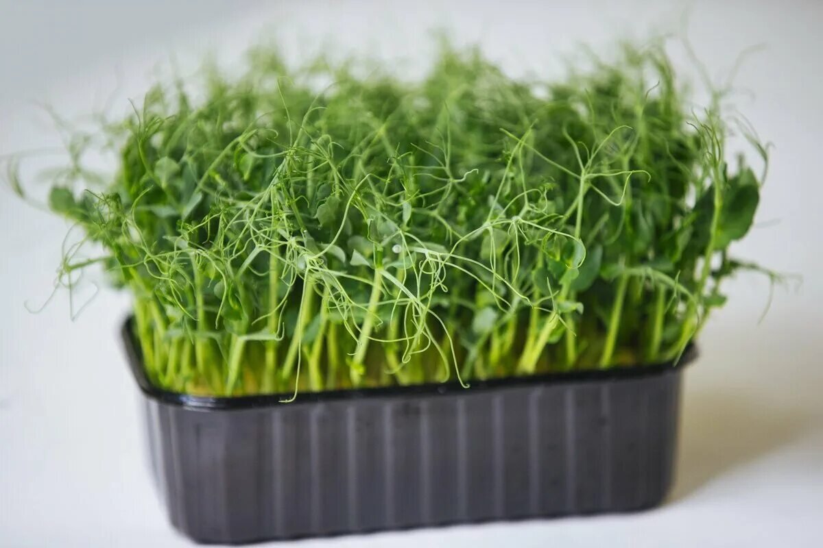 Микрозелень кресс-афилла. Горох афилла микрозелень. Кресс афила микрозелень. Горошек усатый микрозелень. Пророщенный горох микрозелень.