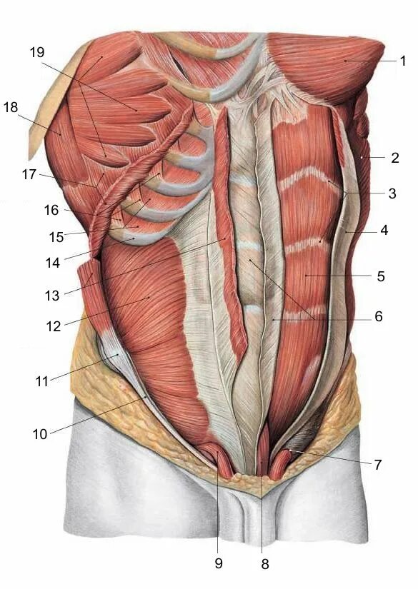 Стенка анатомия. Пирамидальная мышца анатомия. Вентральные мышцы брюшной полости. Анатомия брюшной полости человека мышцы.