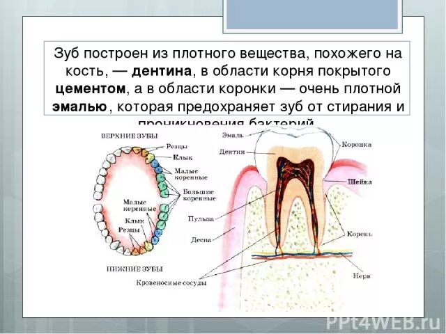 Как называется основа зуба. Зуб состоит из плотного вещества это. самое прочное вещество зуба. вещество зуба состоит из.