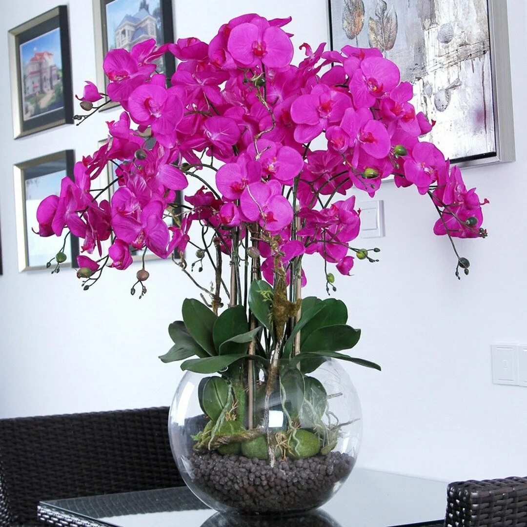 Сколько живут комнатные. Комнатный цветок Орхидея фаленопсис. Орхидея фаленопсис Гарден. Фаленопсис обильноцветущий. Орхидея фаленопсис Orchid World.