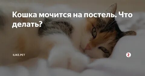 Почему котенок писать на кровать