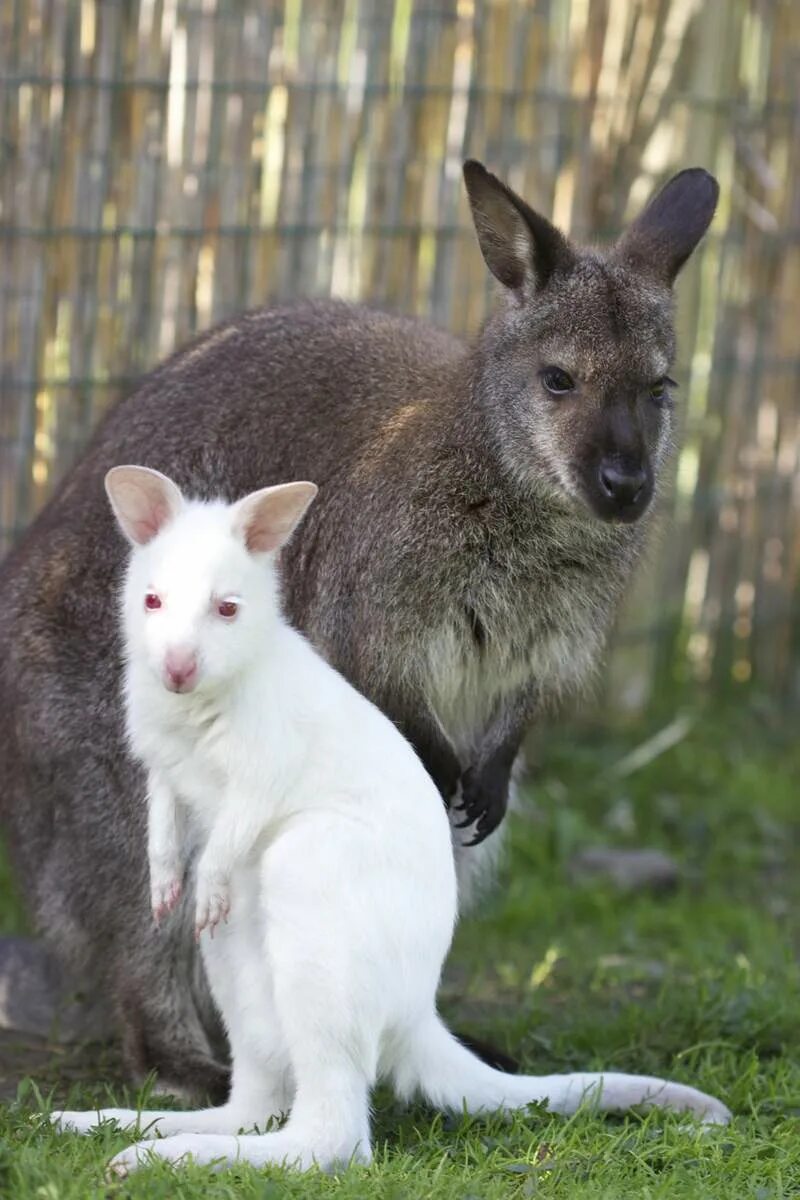 Кенгуру с детенышем. Родился кенгуру альбинос. Кенгуру 2 метра. Белый кенгуру. Рождение кенгуру