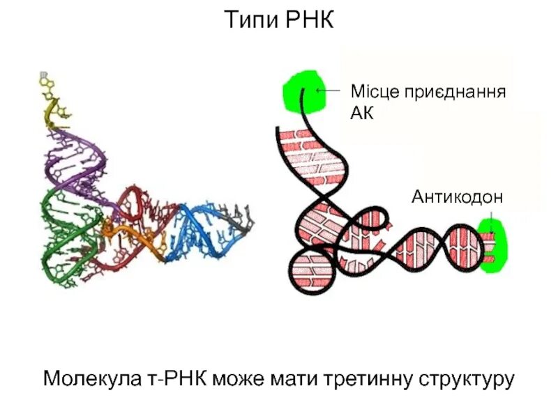 Схема структуры РНК. Молекула РНК. Третичная структура РНК. РНК рисунок.