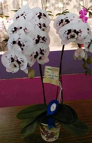 Phal. Yu Pin Panda - Welcome to Orchid Cultivators