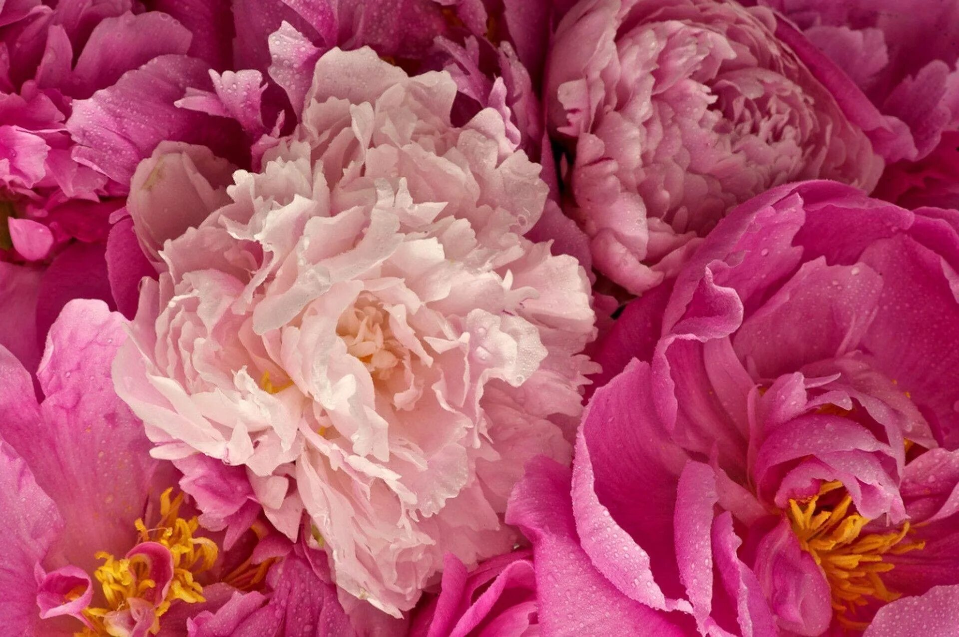 Обои на телефон красивые пионы. Пион ариндал. пиони пинк (peony pink). пионы бомбовидные. пудровые пионы.