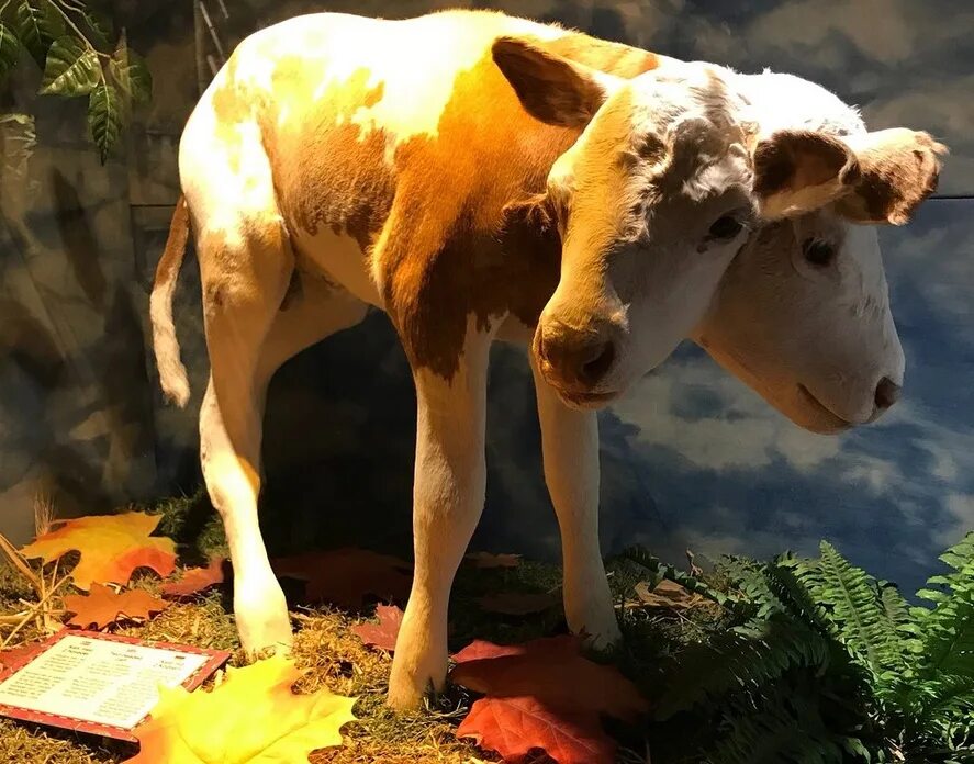 Гмо животные. Двухголовый теленок. Двухголовый теленок. Двухголовая корова чернобыль. Двухголовая лошадь.