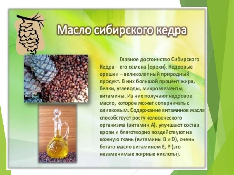 Почему кедр можно назвать щедрым текст рассуждение. Сибирский кедр презентация. сибирский кедр витамины. сочинение про кедр. кедр презентация 3 класс окружающий мир.