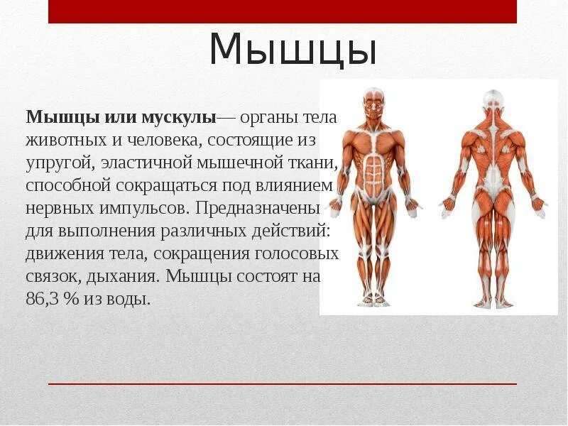 Мышцы человека тест с ответами. Мышечная система человека состоит из. органы человека состоят из мышцы. самая сильная мышца у человека. самая сильная мышца человеческого тела.