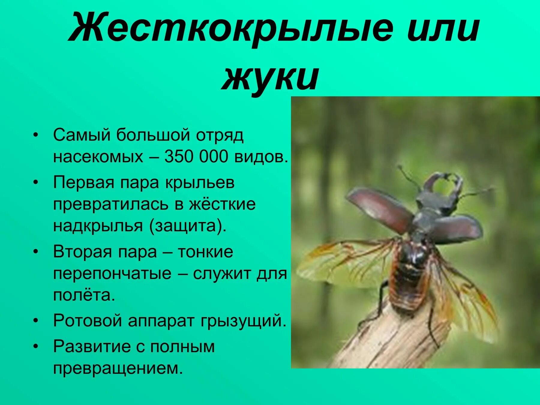 Отряды насекомых. Отряд жесткокрылые общая характеристика. Жесткокрылые насекомые характеристика. Отряд насекомых жесткокрылые представители. Отряды насекомых жуки