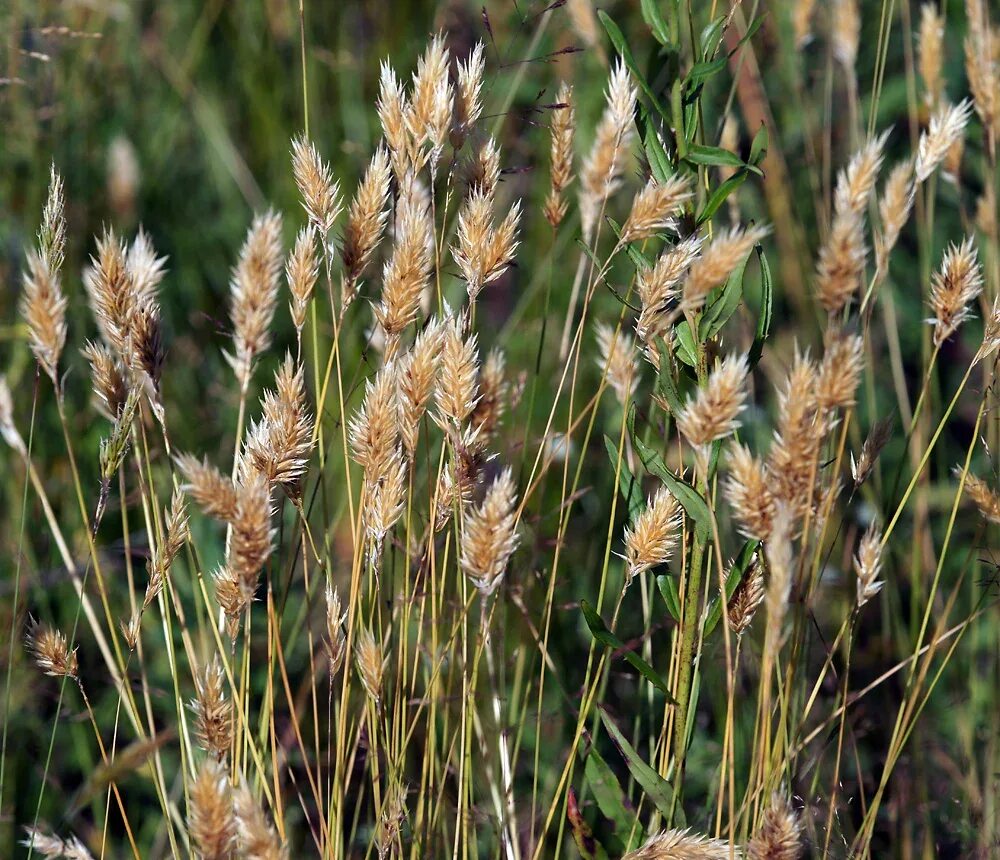 Злаки виды названия. Anthoxanthum odoratum. Душистый колосок. Душистый колосок обыкновенный. Мятлик Луговой злаки.