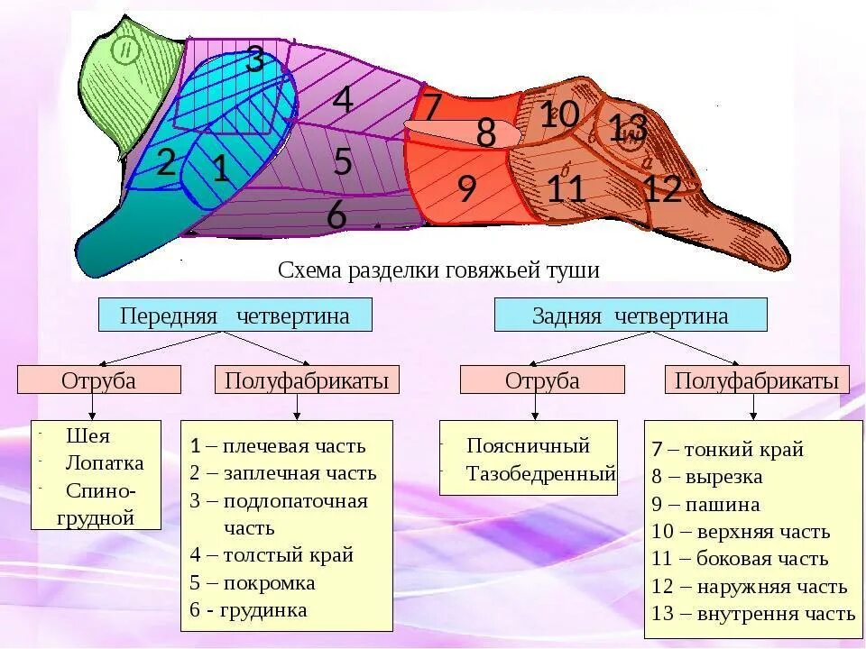 Схема разруба говяжьей туши. Кулинарная разделка говяжьей туши схема. Говядина схема разруба говяжьей туши. Схема кулинарной разделки туши говядины.