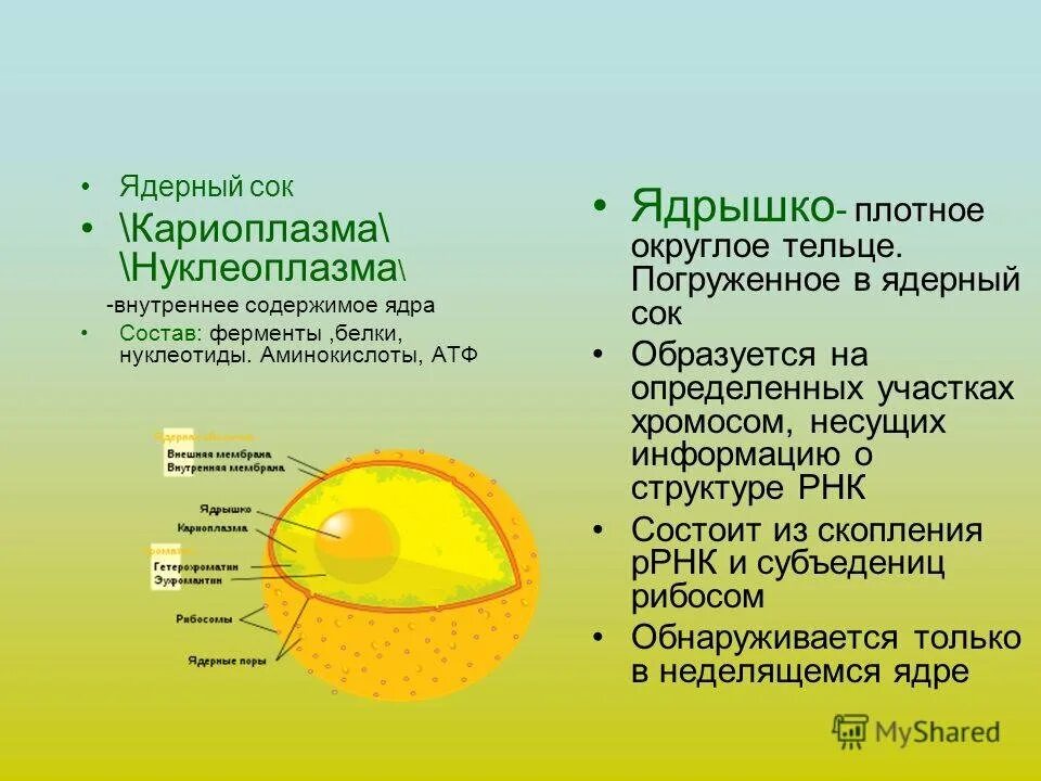 Ядерный сок кариоплазма строение. Строение ядра ядерный сок. Ядро мембрана ядерный сок ядрышко. Ядро клетки строение и функции 10 класс.