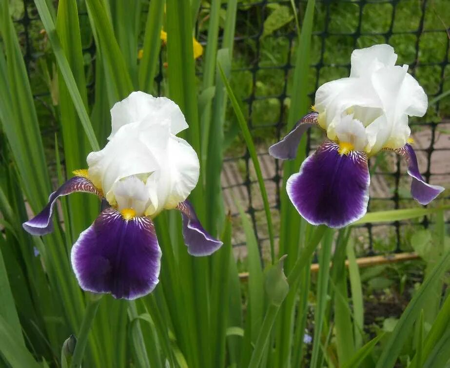 Ирис обыкновенный синий. Ирисы чардота. Ирис цветок. Ирис три. Ирис фиолетовый обыкновенный.