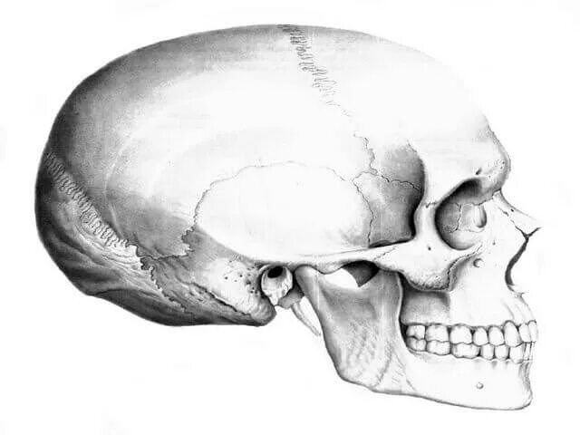 Анатомия скуловой кости. Скуловая кость черепа анатомия. Скуловая дуга скуловой кости. Скуловая дуга анатомия. Анатомия скуловой кости черепа.