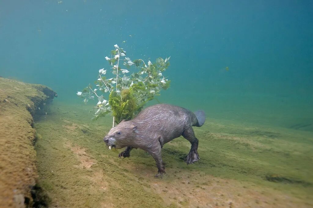Животные живущие без воды. Животные живущие в воде. Бобры под водой. Снимки животных. Бобер в воде.
