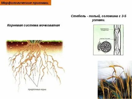 Какие корни лучше развиты у пшеницы