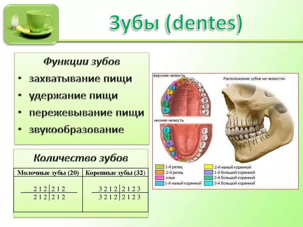 Классы полости рта. Биология 8 класс пищеварение в ротовой полости. Функции зубов в пищеварении. Строение зуба и функции биология. Зубы строение и функции.