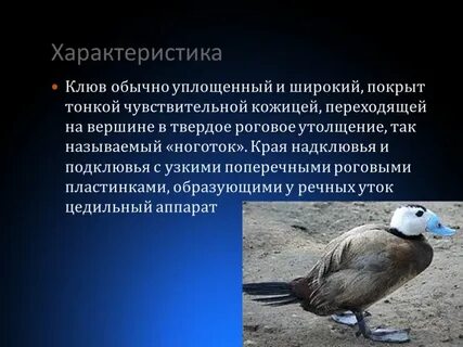 Особенности внешнего строения гусеобразных
