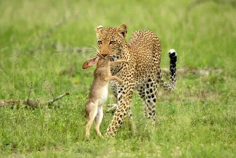 Animals time