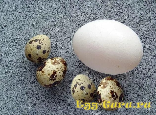 1 куриное яйцо перепелиных. 10 перепелиных яиц. Перепелиное яйцо и куриное яйцо. Яйцо перепелиное. Сырое яйцо.